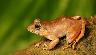 The 'upside-down' sex life of a rare Indian frog revealed