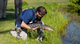 Jekyll Island gator ‘Captain Hook’ rescued after being hit by car is released back into the wild