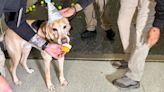 A TSA bomb-sniffing dog retired and he was a good dog — so they threw him a retirement party