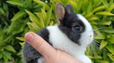 How to tell if a rabbit is happy: Vet reveals 10 signs to lookout for