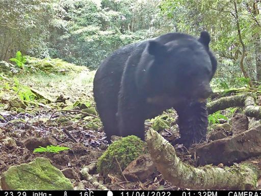 玉山台灣黑熊族群擴散 4個月11筆紀錄以瓦拉米步道最多