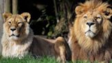 Caen dos hombres por intentar vender leones ilegalmente en Sudáfrica