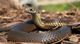 Snakes Blamed For Thousands Of Tennessee Residents Losing Power | Talk Radio 98.3 WLAC
