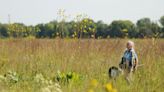 Illinois nature lovers and scientists warn of population declines among native bees and other pollinators