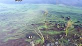 Blue-green algae detected in southern Alberta lake: AHS