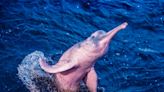 Climate change is killing river dolphins, but 11 nations have signed a pledge to protect them