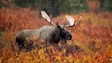 How Big Are Moose? A Guide to the World's Largest Deer