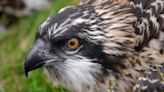 Police probe over osprey remains found near loch