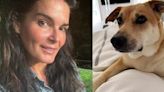 Angie Harmon llevará a la corte al hombre que disparó y mató a su perro: “Estamos en terapia por el trauma”