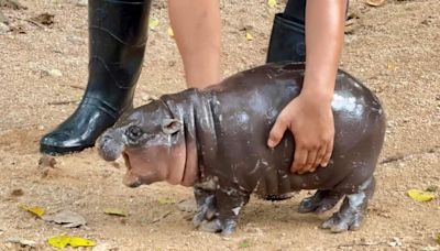 A baby hippo is going viral - and paying the price