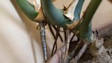 Monstera Aerial Roots: 7 Things to Know About Them