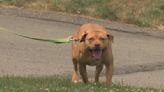 Here's how to keep your pets safe during Pittsburgh's heat wave