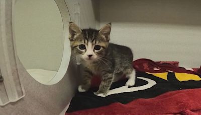 Arizona Humane has nearly 800 kittens looking for homes, foster families