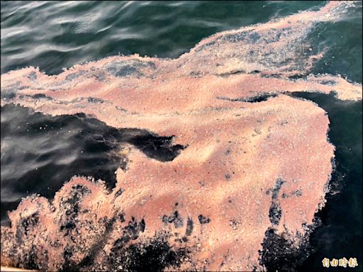 《澎湖》馬公重光海堤 首見珊瑚產卵紅潮