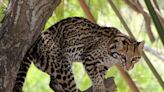 Endangered Ocelots May Be Expanding Their Range in Texas