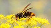 ‘Species to watch’: North Carolinians asked to be on lookout for invasive yellow-legged hornet nests
