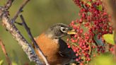 Be On The Lookout For Drunk Birds, Georgia Wildlife Officials Warn