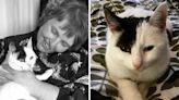 Owners' delight as they're reunited with cat THREE years after it went missing