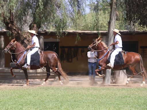 La Libertad: 285 caballos de paso competirán este viernes 7 de junio en Paiján