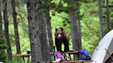 ‘Aggressive’ grizzly charges family on picnic at Glacier National Park, officials say
