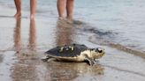 Dozens of Cold-Stunned Sea Turtles Released Into the Wild After Months of Rehab