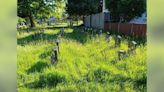 Overgrown grass in Bolton’s cemeteries ‘an insult to the dead and their loved ones’