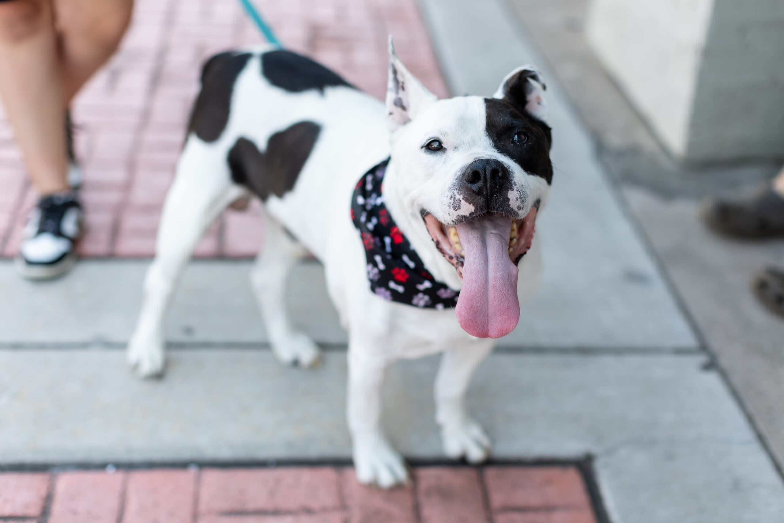 Goodbye to a good boy: Beloved family pet, Ace, battles cancer - The Hartselle Enquirer