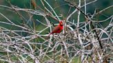 Cardinals sing a sweet song but are fierce fighters. Get to know NC’s state bird