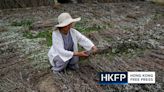 In central China, farmers face ‘total crop failure’ amid punishing drought