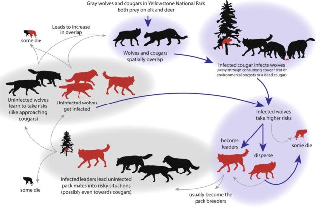 Something Strange Happens to Wolves Infected by an Infamous Mind-Altering Parasite