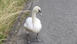 Feisty swan’s road adventure ends in dramatic rescue | Fox 11 Tri Cities Fox 41 Yakima