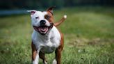 8 raças de cachorro que só parecem bravas
