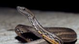 Mock viper's evolutionary mystery solved in 'lifetime achievement'