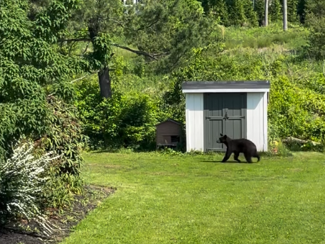 Black bear spotted near Olde Colonial Greene in Doylestown Friday