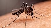 Dengue symptoms and treatment: 10 essential tips to prevent yourself against dengue fever