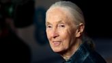 Jane Goodall ‘hopeful’ human intelligence will overcome climate crisis