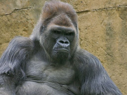 Winston, beloved gorilla at San Diego Zoo Safari Park, dies aged 52