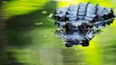 Spotting alligators in Southwest Florida: 8 places you will likely see the large reptiles