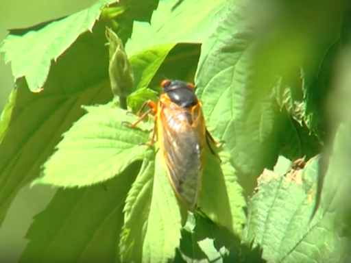 Is it safe for pets to eat cicadas?