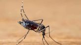 Aumento de casos de dengue deve voltar em novembro