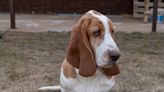 Basset Hound's Fear Over Grandma Watering the Garden Couldn't Be More Precious