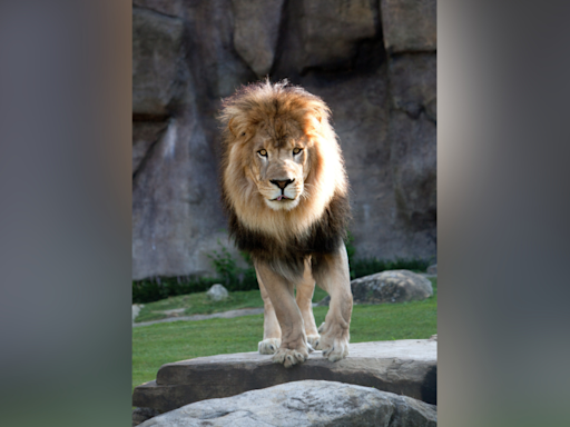 Leo III, the University of North Alabama’s lion, has died