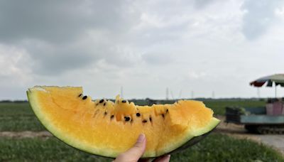 雲林西瓜進產季！甜度直逼13度「沙又甜」 顧客詢問熱烈