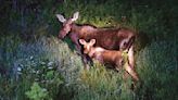Mother moose kills man attempting to photograph her babies