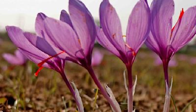 Indian Saffron Is Now Selling At Rs 4.95 Lakh Per Kg, Here Is Why