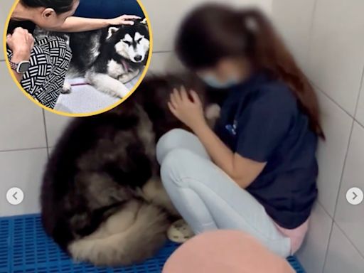 Vet Department takes hold of husky in viral abuse video