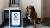 30-year-old Bobi breaks record for world's oldest dog ever