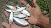 Así es la "lluvia de peces", el extraño fenómeno que ocurre en Honduras