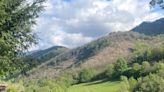 Los ecologistas piden paralizar 'la tala de miles de castaños' en este parque natural asturiano, que es Reserva de la Biosfera