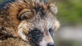 Data suggest SARS-CoV-2 could jump from raccoon dogs to people, but species barrier may interfere